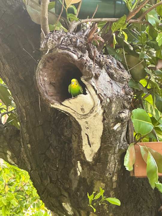 Gartenanlage Angaga Island Resort
