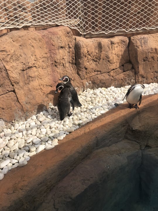 Ausblick The Land of Legends Kingdom Hotel