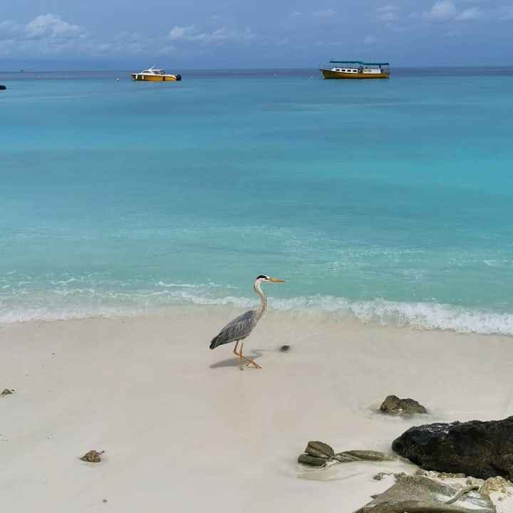 Strand Summer Island Maldives
