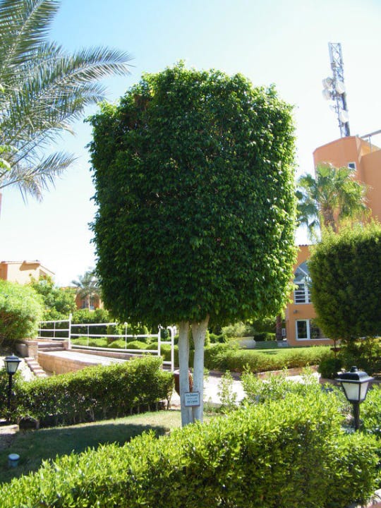 Anlage Golden Beach Resort