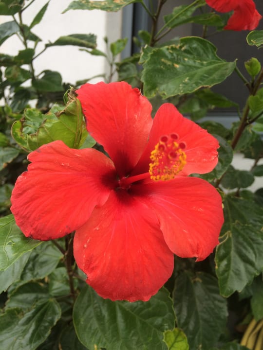 Gartenanlage Lagas Aegean Village