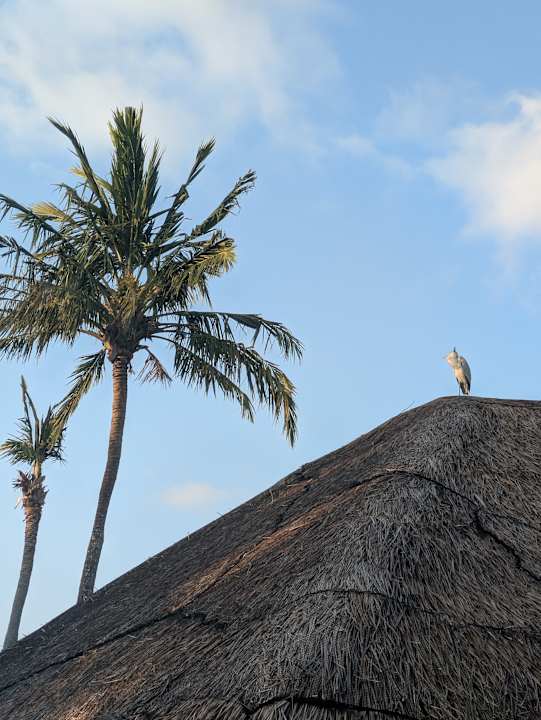Pool Kuramathi Maldives