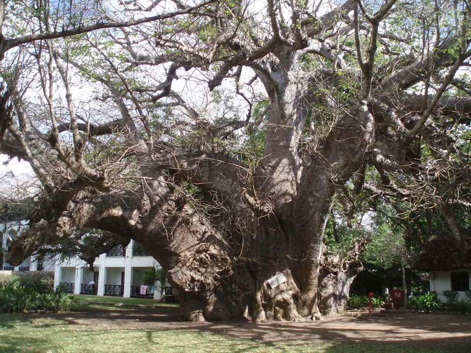 Uralter Baobab-Baum Hotel Papillon Lagoon Reef