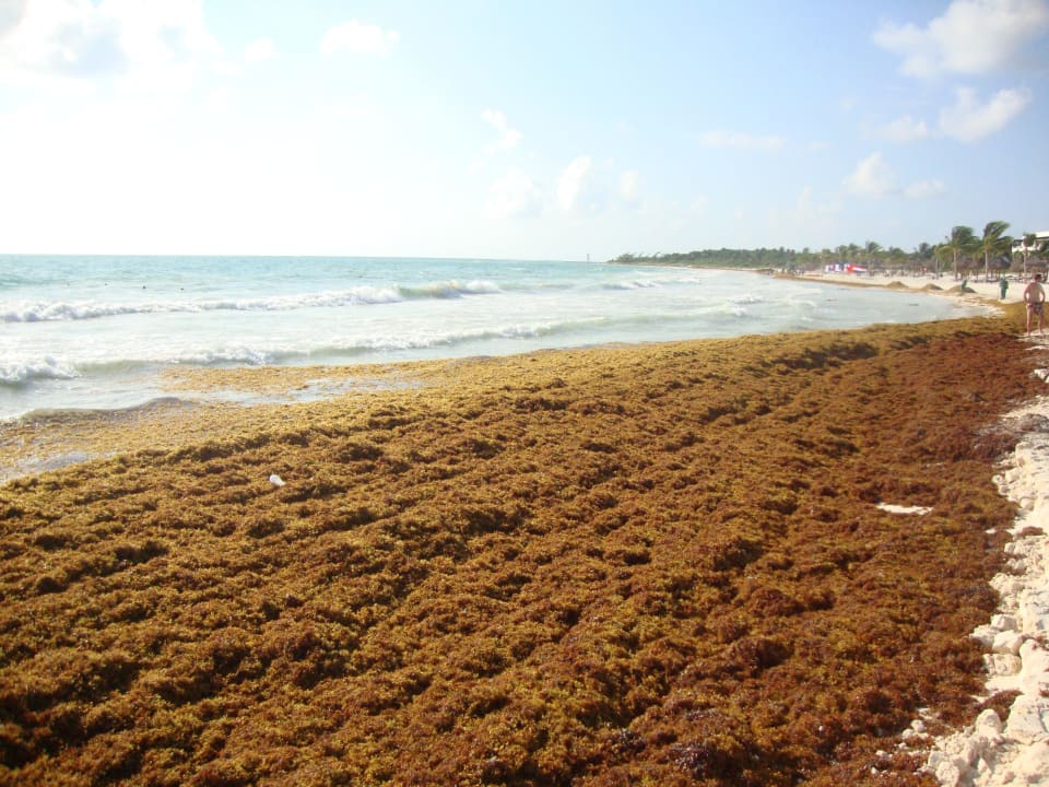 Unser Strand, daneben der des Nachbarhotels Catalonia Playa Maroma
