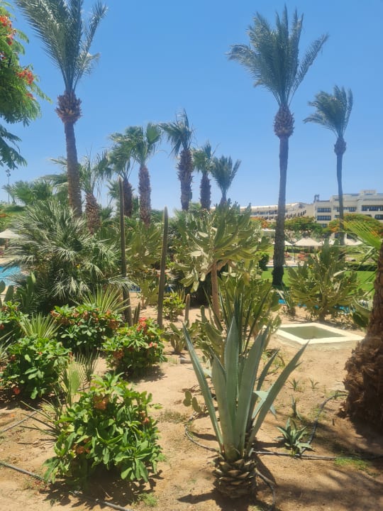 Gartenanlage Steigenberger ALDAU Beach Hotel