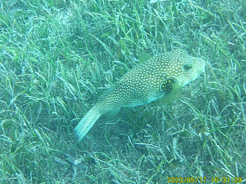 Sport & Freizeit Shams Prestige Abu Soma-Adults Only