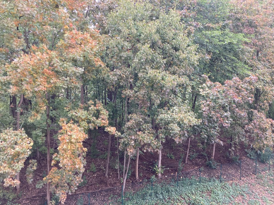 Ausblick Parkhotel Berghölzchen