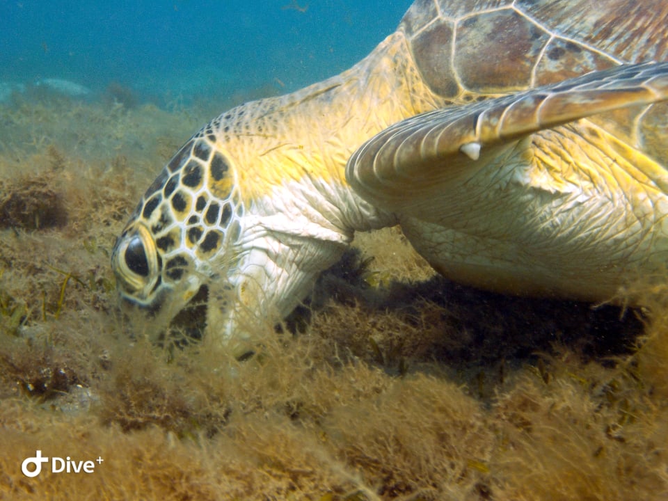Strand Shams Alam Beach Resort