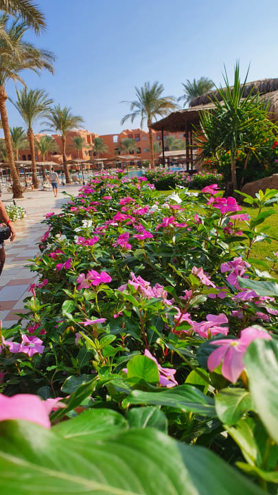 Gartenanlage Jaz Makadi Oasis Resort