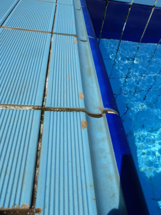 Dreckig und wenig Wasser Desert Rose