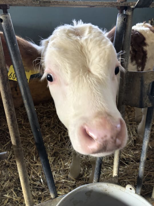 Sonstiges Bauernhof Forellenhof