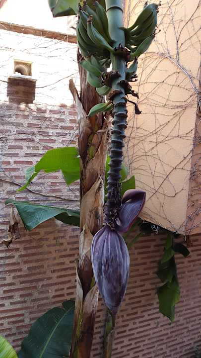 Bananenboom. Limak Limra Hotel & Resort