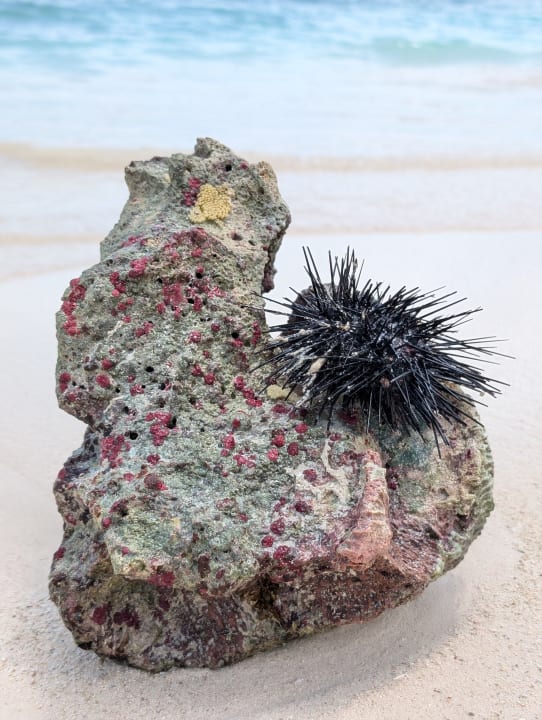 Strand Hotel Riu Palace Aquarelle