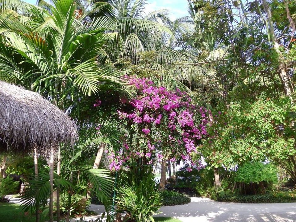 Viel Farbe, künstlich angelegt Kuramathi Maldives