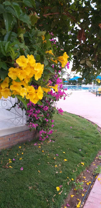 Gartenanlage Desert Rose