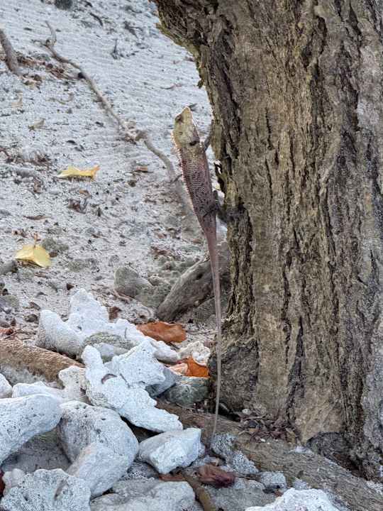 Sonstiges Adaaran Select Hudhuran Fushi - Premium All Inclusive