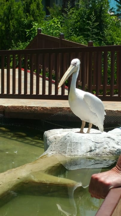 Pelikan am Hotel  Alba Resort Hotel