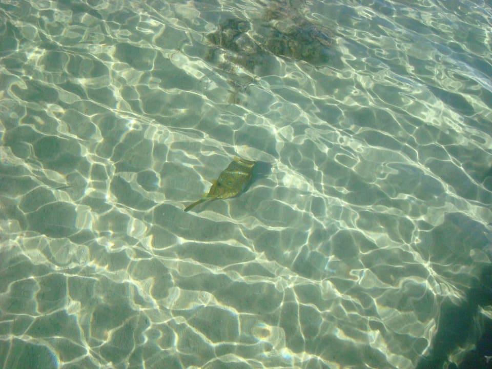 Рыбка Panorama Bungalows Resort El Gouna