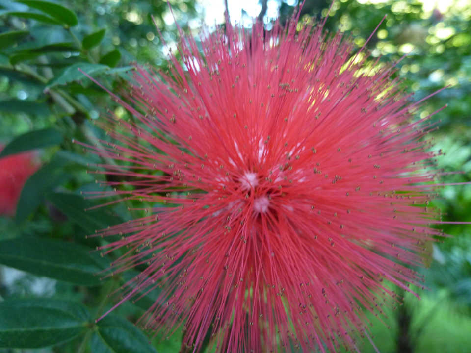 Blüte Dusit Thani Krabi Beach Resort