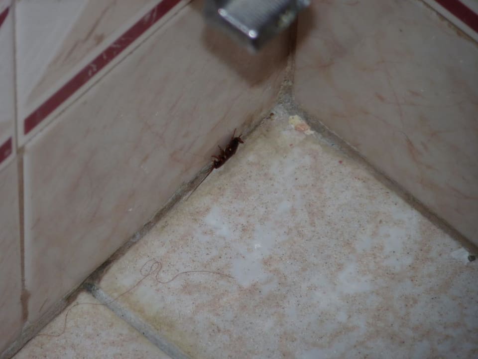 Eine Kakerlake Hotel ValleMar