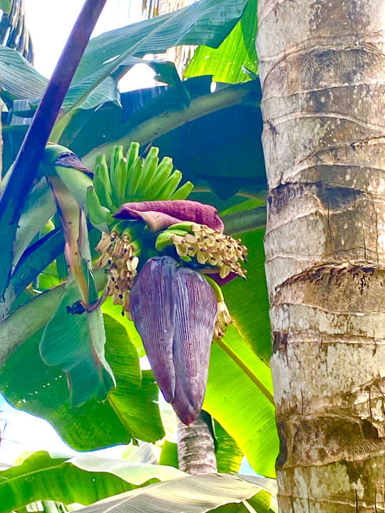 Gartenanlage Adaaran Select Hudhuran Fushi - Premium All Inclusive