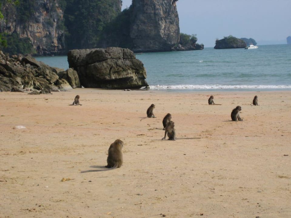 Affenfamilie am Strand Aonang Villa Resort