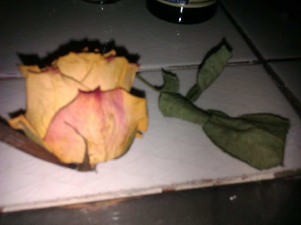 Vertrocknete Rosenblätter Hotel Bellevue am Kurfürstendamm