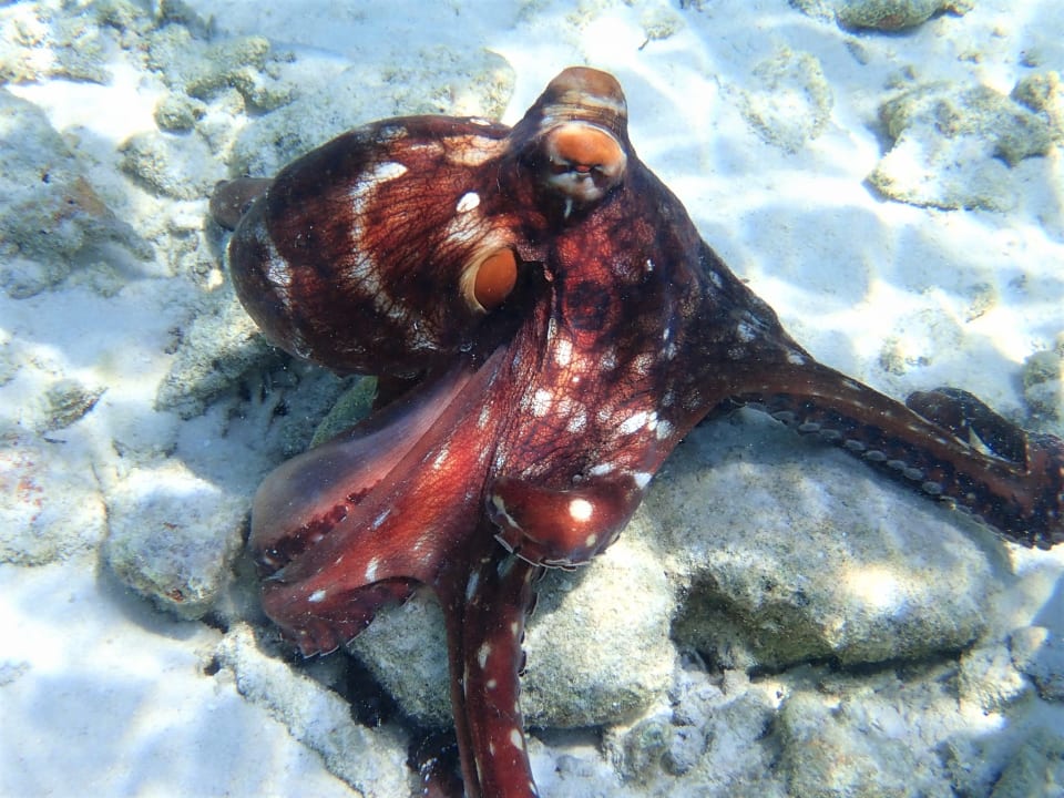 Sport & Freizeit Filitheyo Island Resort