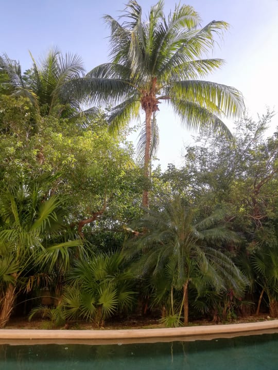 Pool Secrets Akumal Riviera Maya - Adults only