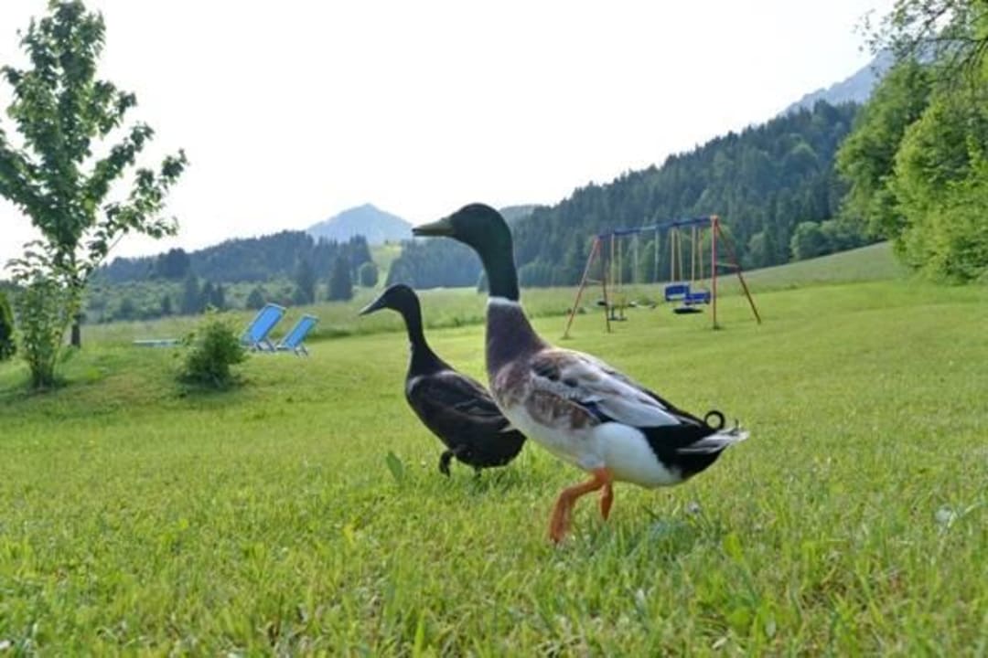 Unsere Enten Hansi und Lili genießen das Leben Appartementhaus Fischbacher - Bauernhof Grosswolfing