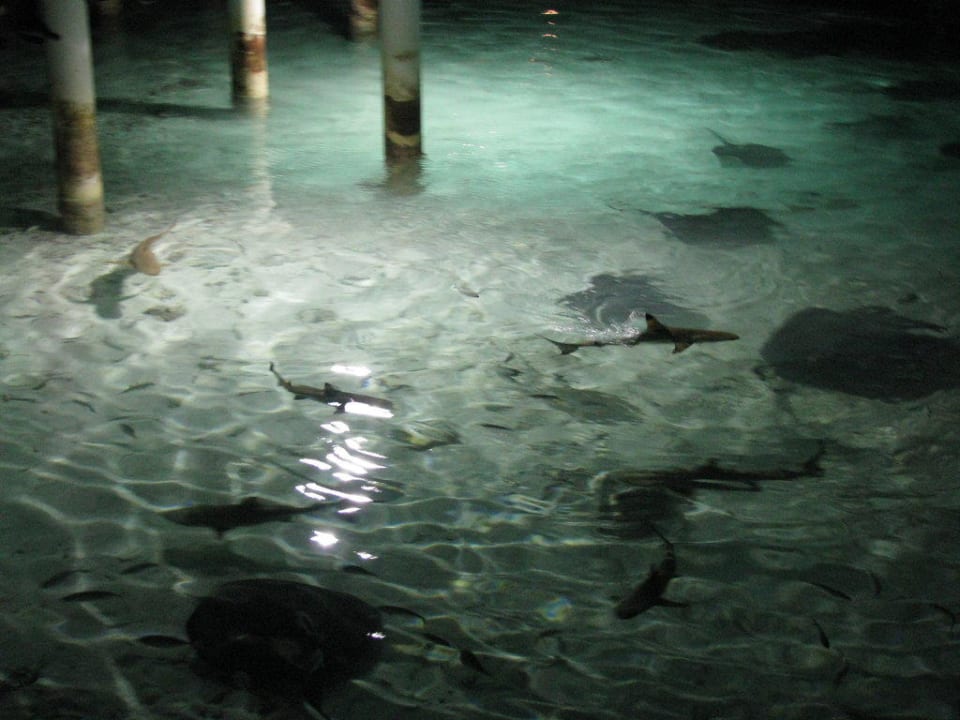 Die tägliche Haifütterung Villa Park Sun Island