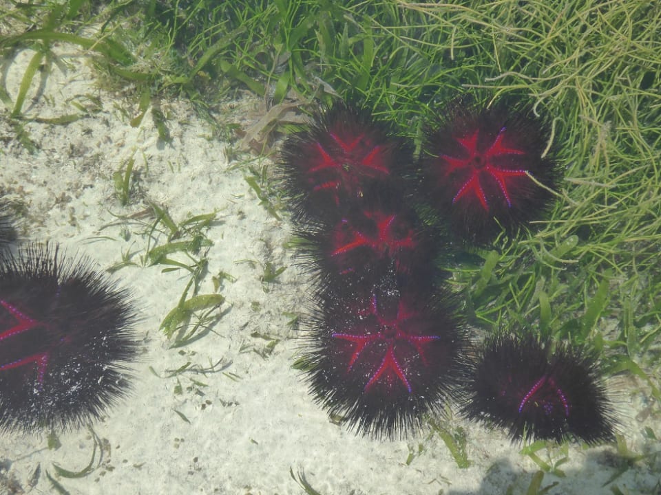 Strand Neptune Village Beach Resort & Spa