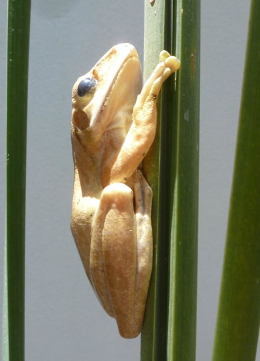 Frosch Villa Kamar Kamar