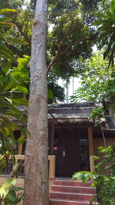 Bungalow 8316 The Fair House Beach Resort