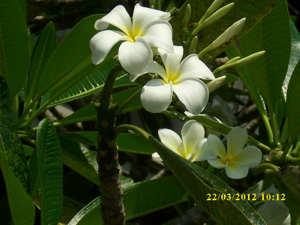 Toll Earl’s Reef Beruwala