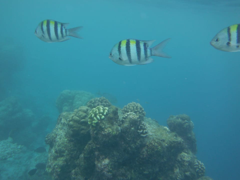 Wie gemalt Kuramathi Maldives