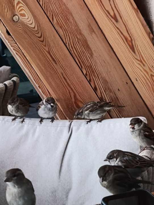 Sonstiges GRIFID Vistamar