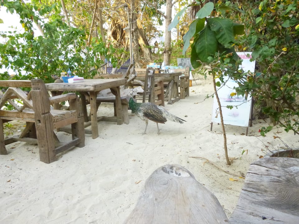 Tierische Besucher im Restaurant Hotel Viking Nature Resort