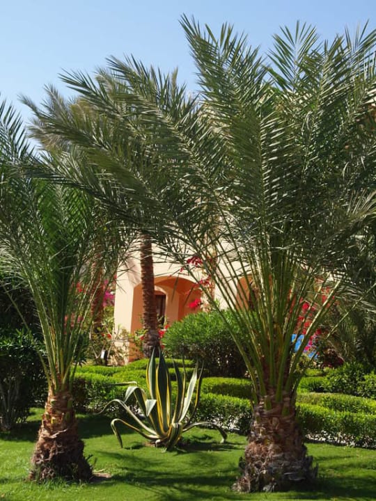 Anlage Steigenberger Coraya Beach - Adults only