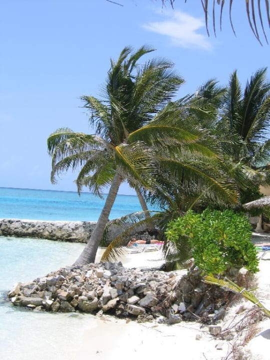 Palmen am Strand Summer Island Maldives