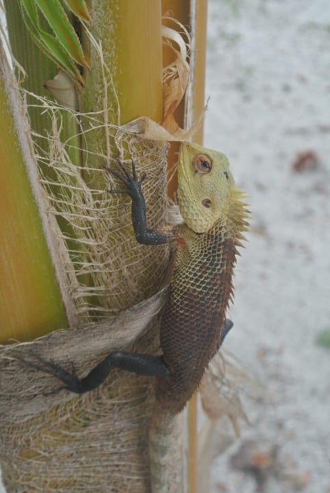 Einheimischer Freund. Meeru Maldives Resort Island