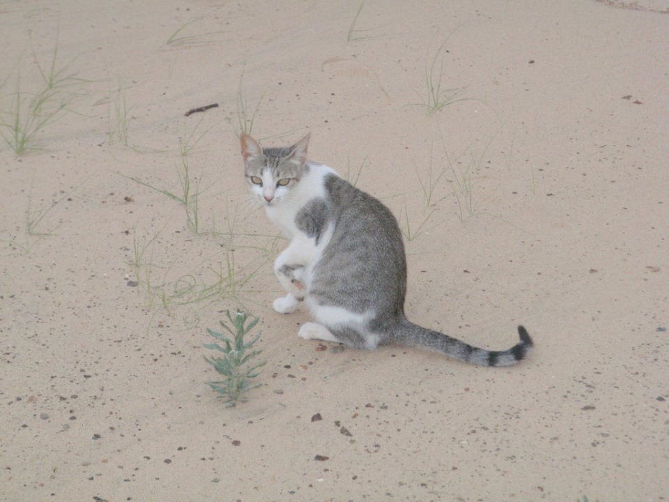Die Hauskatze! Hotel Riu Karamboa