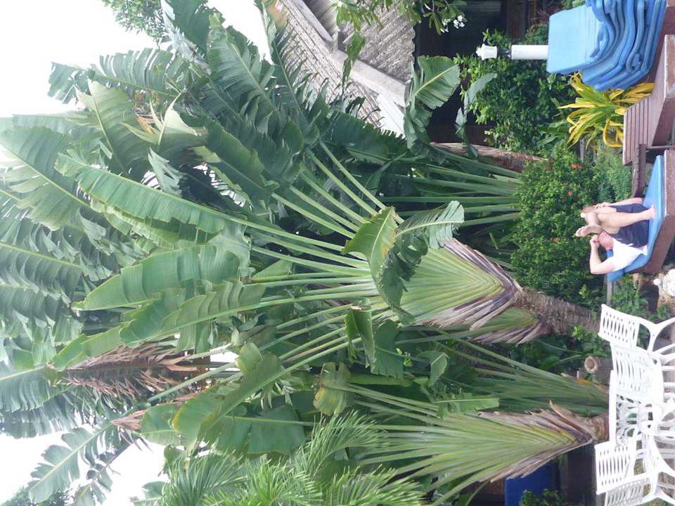 Schatten spendende Riesenpalme Hotel The Cottage