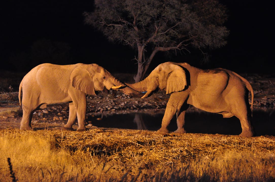 Elefanten beim Machtkampf am Wasserloch Okaukuejo Camp