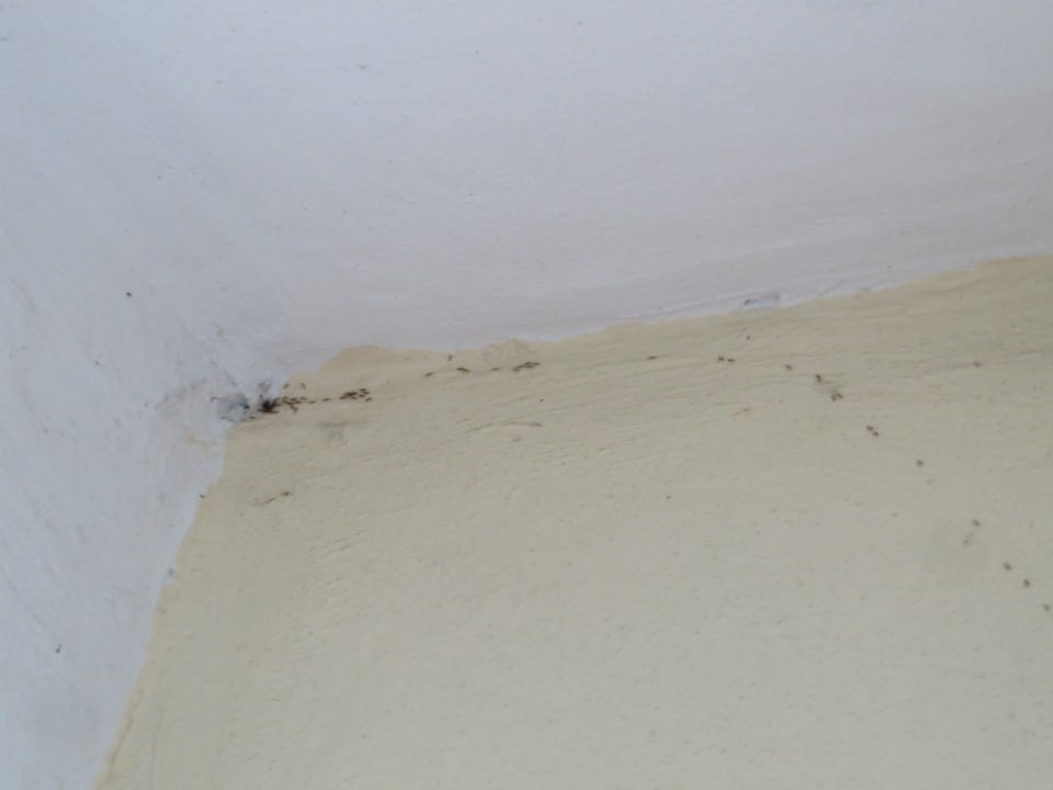 Mückenspur vor unserem Hotel Hotel Los Laureles