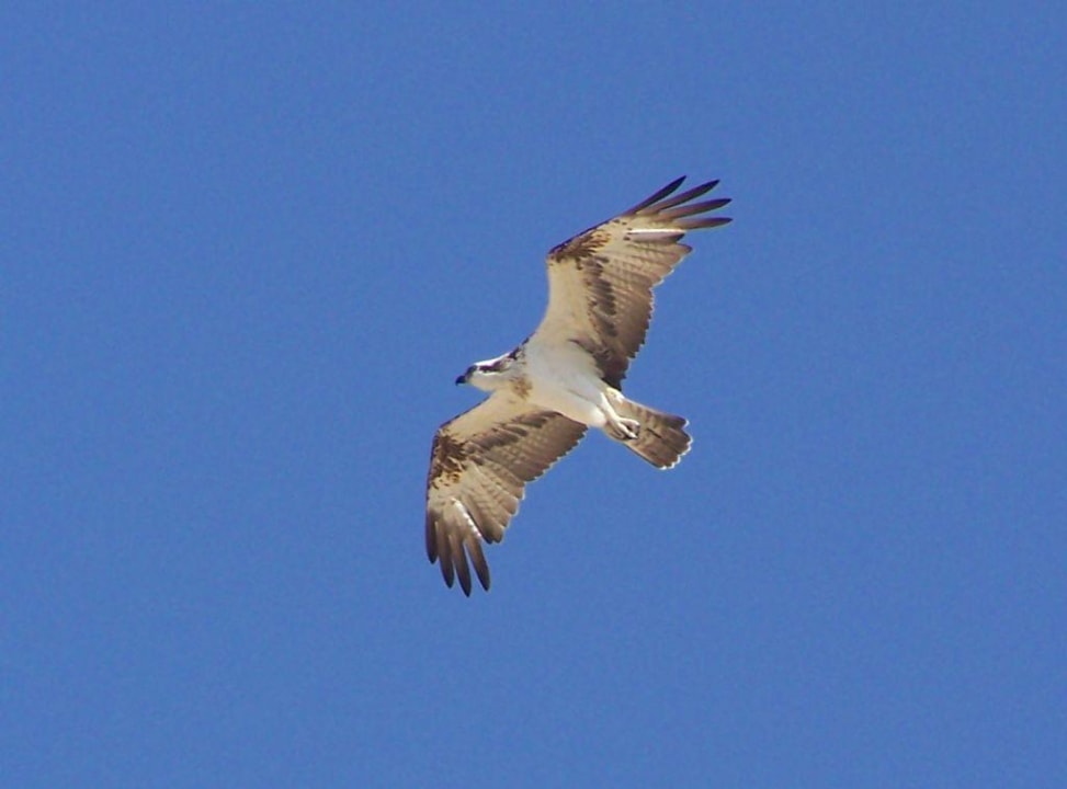 Seeadler im Flug TUI BLUE Samaya