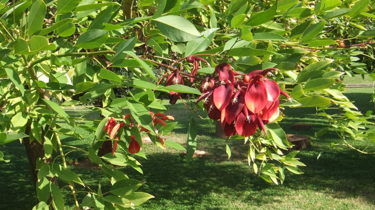 Wunderschöne Blüten Labranda Alantur Resort