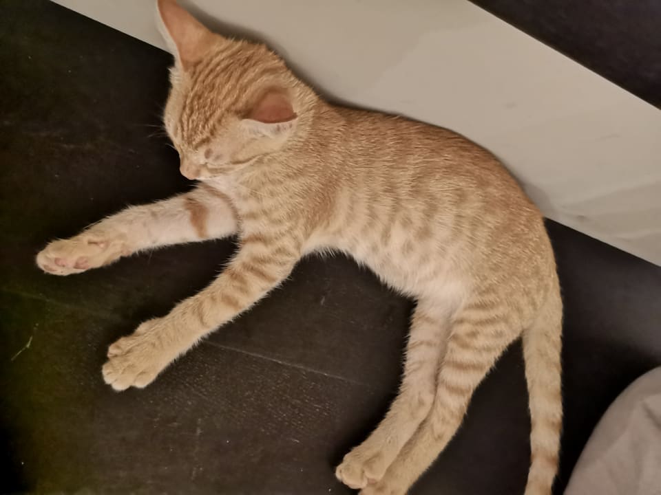 Sonstiges TUI BLUE Tamala