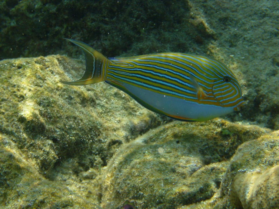Fische Summer Island Maldives