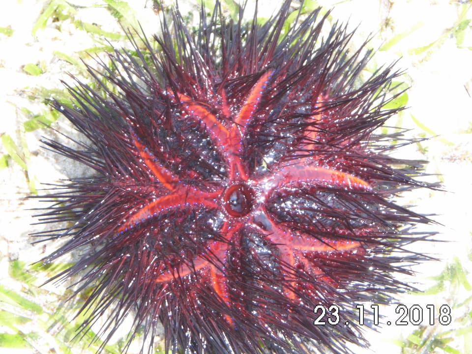 Strand Baobab Beach Resort & Spa